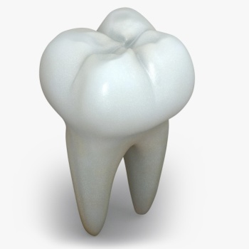 000-3d-model-teeth_01b